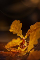 Similar image 21529361