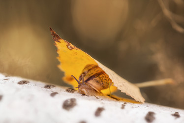 Similar image 21529364