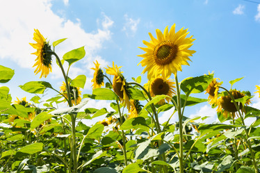 Similar image 21529265