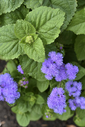 Similar image 21529393