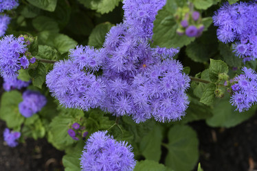 Similar image 21529395