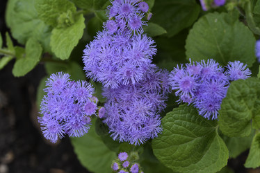 Similar image 21529396