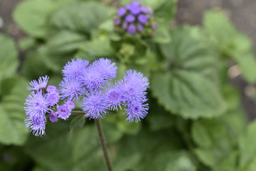 Similar image 21529398