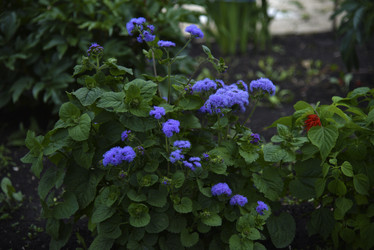 Similar image 21529402