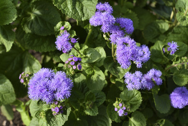 Similar image 21529404