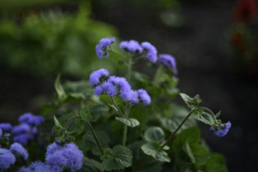 Similar image 21529408