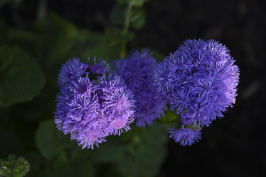 Similar image 21529410