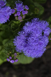 Similar image 21529412