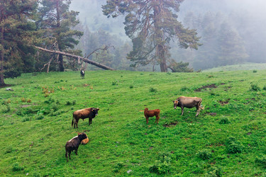 Similar image 21529484