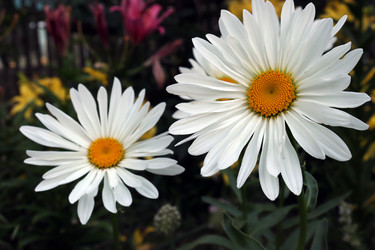 Similar image 21530164