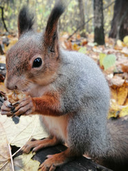 Similar image 21530743