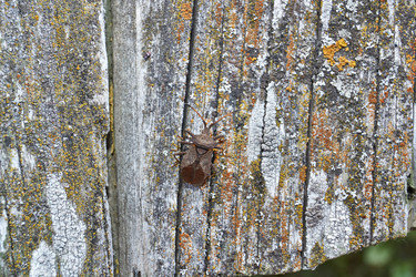 Similar image 21531387