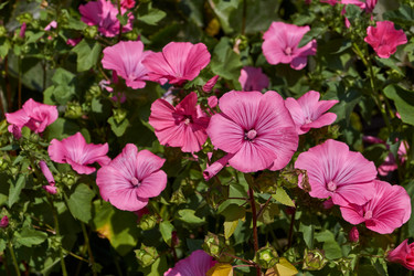 Similar image 21530748