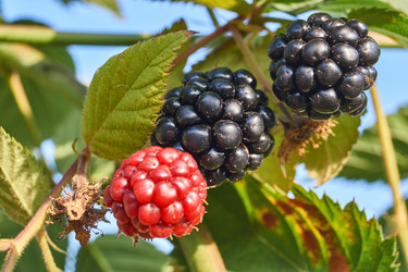 Similar image 21530369