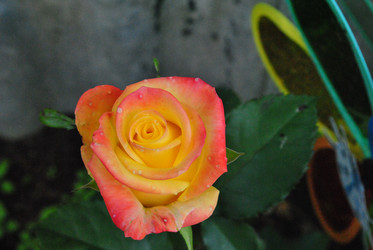 Similar image 21530375