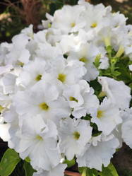 Similar image 21531751