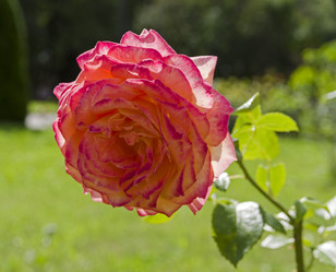 Similar image 21530774