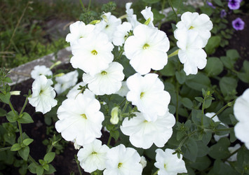 Similar image 21530792