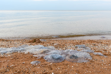 Similar image 21531815