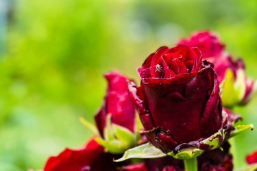 Similar image 21531824