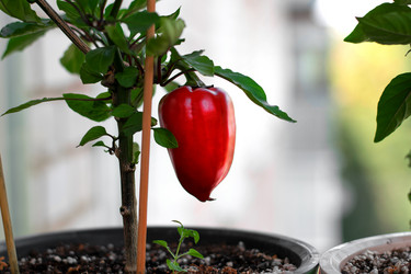 Similar image 21534266