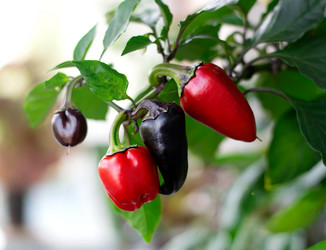 Similar image 21534267