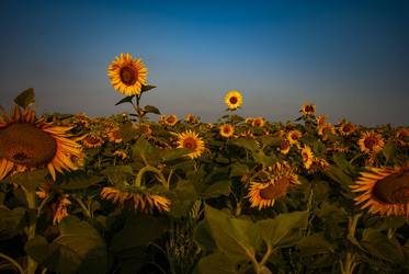 Similar image 21535354