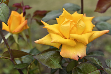 Similar image 21535531