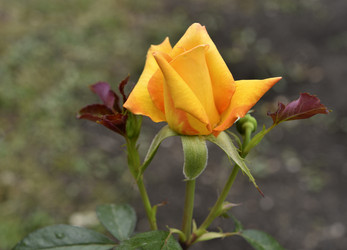 Similar image 21535532