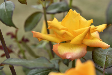 Similar image 21535533