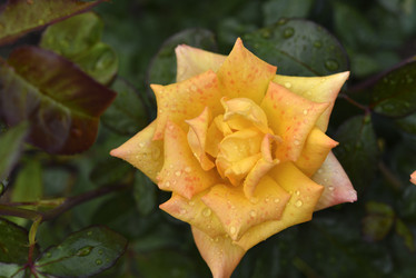 Similar image 21535536