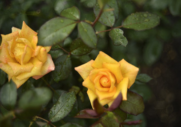 Similar image 21535541