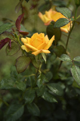 Similar image 21535543