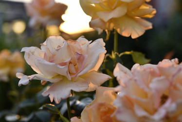 Similar image 21535547