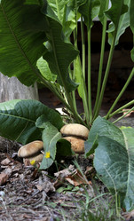 Similar image 21535791