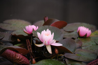 Similar image 21535430