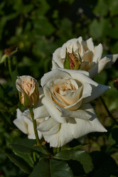 Similar image 21539287