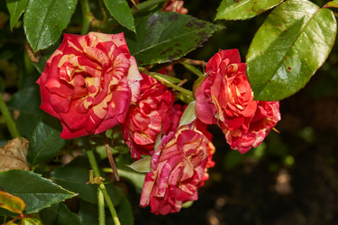 Similar image 21537787