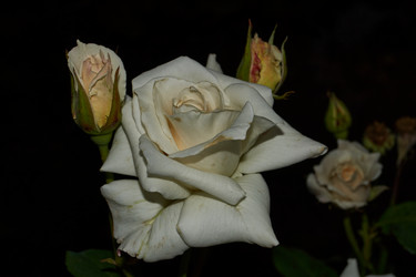 Similar image 21539901