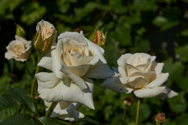 Similar image 21538576