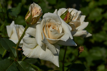 Similar image 21535559