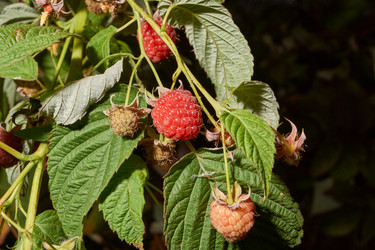 Similar image 21537796