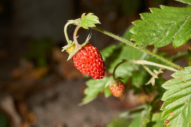 Similar image 21538578