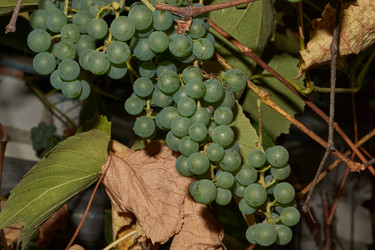 Similar image 21535824