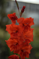 Similar image 21535954