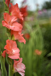 Similar image 21535955