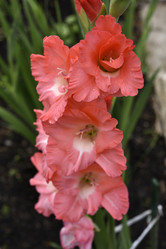 Similar image 21535957