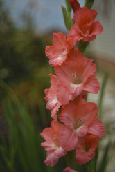 Similar image 21535959