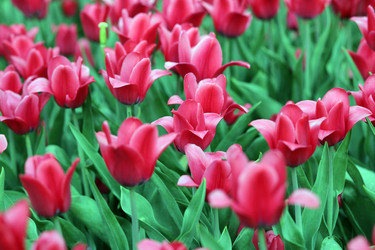 Similar image 21539676