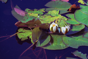 Similar image 21539915